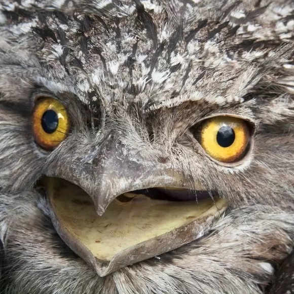 Meet your Posher, Jademarie - Picture 5 of 5